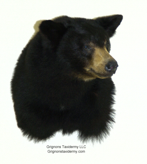 black bear